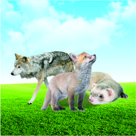 特種經(jīng)濟(jì)動(dòng)物檢測項(xiàng)目